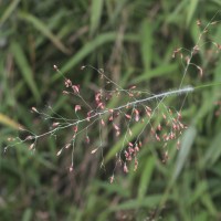 Panicum trichocladum Hack. ex K.Schum.